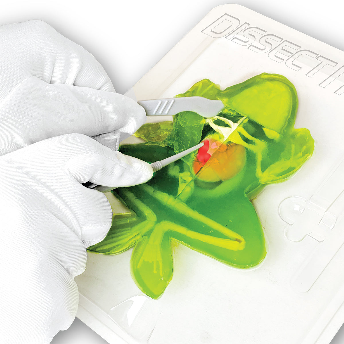 SLIMY Lab Dissect-It Sezier-Set in Box  - Frosch oder Salamander