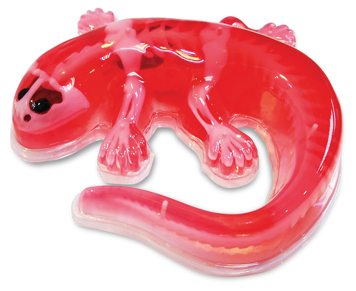 SLIMY Lab Dissect-It Sezier-Set in Box  - Frosch oder Salamander