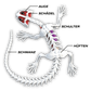SLIMY Lab Dissect-It Sezier-Set in Box  - Frosch oder Salamander