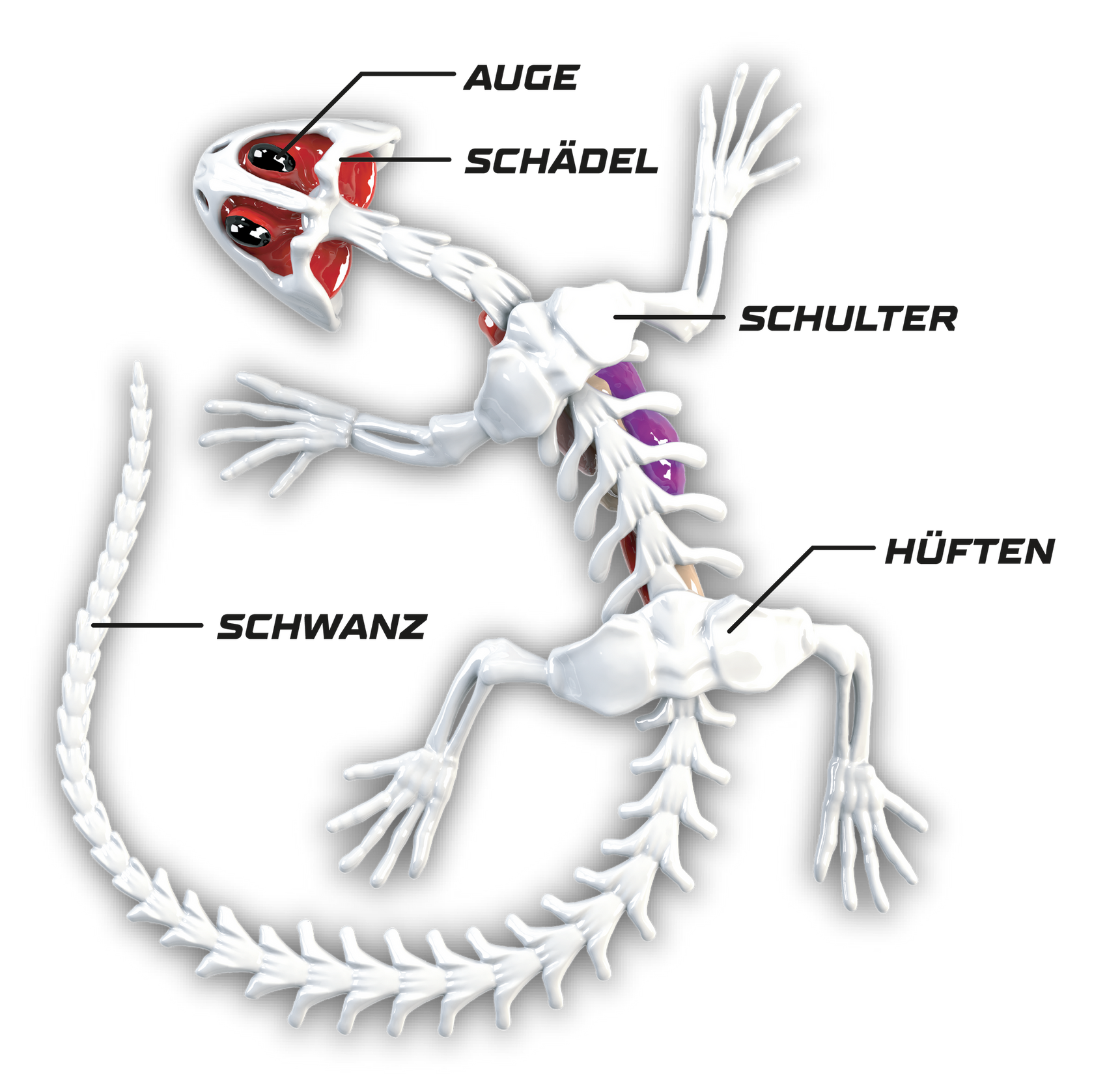 SLIMY Lab Dissect-It Sezier-Set in Box  - Frosch oder Salamander